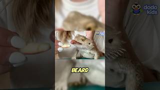 Bearded Dragon Tough Beard Hilarious Moves [upl. by Leirraj791]