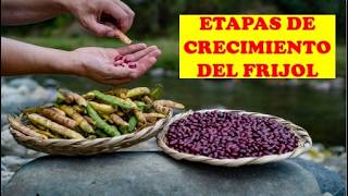 ETAPAS DEL CRECIMIENTO DEL FRIJOL  CULTIVO EXITOSO  AGRICULTURA [upl. by Aidnama]