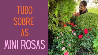 PLANTAS FLORIDAS Como cultivar as MINI ROSAS para estarem sempre floridas [upl. by Ellegna]