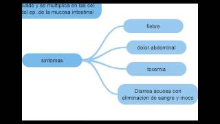 Escherichia Coli  Microbiologia [upl. by Sayers]