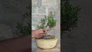 bonsai training boxwood tree 🤩 [upl. by Nnawaj]