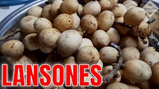 LANSONES MUKBANG [upl. by Yajeet]