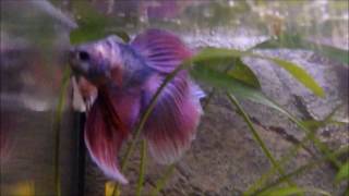 Betta splendens Kampffisch pink beim balzen mit ein pink big ear Weibchen [upl. by Eloci]