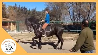 Doma Clásica y Alta Escuela Iniciando el caballo en Piaffe y Passage [upl. by Alfonso]