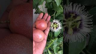 Passion fruit in terrace garden shorts fruit tasty [upl. by Allsun]