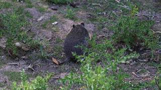 202401 Tasmania 塔斯馬尼亞 Potoroidae  Longnosed Potoroo Potorous 袋鼠 [upl. by Virnelli]