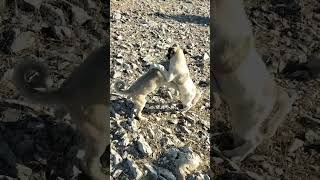 Bozok vs Karabaş 2 aylık köpeğim Bozok kavga da kardeşini çok fena hırpaalıyor keşfet kangal [upl. by Akelahs664]