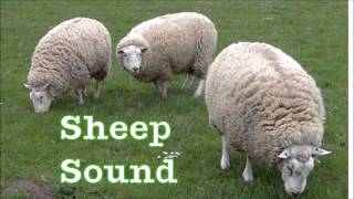 Sheep sound [upl. by Dwain682]