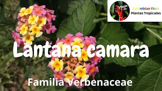 Planta reconcida como invasora Lantana camara o cinco negritos  Familia Verbenaceae [upl. by Atniuq480]