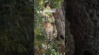 The beautiful Aranyani female of the Malelane area in KNP wildlife leopard nature animals [upl. by Stronski]