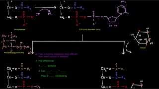 Glycerophospholipid Synthesis Part 4 of 4  Eukaryotes [upl. by Drof]