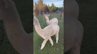 Alpaka alpacalove animals alpacalife nature alpaca denmark [upl. by Lacy]