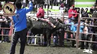 ¡¡20 BARBAROS De Rancho La Mision En Villa Guerrero Edo Mex 4 Noviembre 2013 [upl. by Atnauqal744]