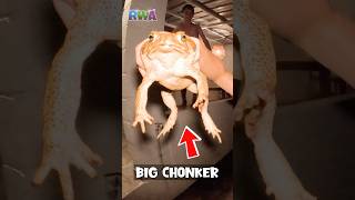 😱 WATCH OUT Giant toads are scary FUN [upl. by Tisdale]