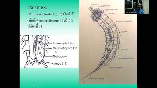 214310 Pseudocoelomates 2 [upl. by Cheryl434]