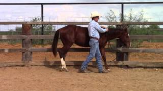 Introducing NeckReining to a Yearling [upl. by Donald]