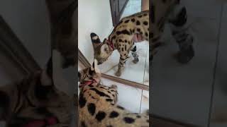 Сервал Блюшенька🐅 cat caracal animals serval servalcats сервал kitten каракал leopard [upl. by Lainey]