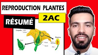 SVT 🌼 la reproduction sexuée chez les plantes à fleurs végétaux 🍁 2eme annee college 🍁 résumé [upl. by Aicirtak773]