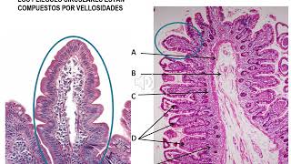 Histofisiologia del Intestino Delgado y Grueso  Histologia UCA [upl. by Whale]