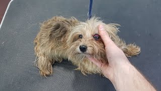 Grooming A Dog Who Survived A Fire [upl. by Leroi35]