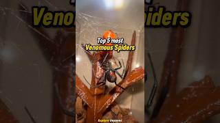 Top 5 Most Venomous Spiders In The World spider shorts [upl. by Drye]