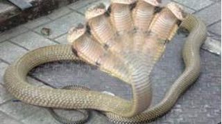 Monstrous five headed snake in India [upl. by Cressi]