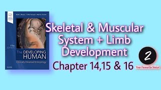 Development of Limbs  Skeletal and Muscular System  Embryology  Chapter 1415 amp 16  KLM [upl. by Kilmarx634]