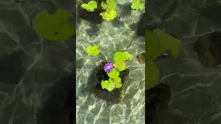 Water Lily plant  shorts trending waterplants waterlily gardening garden plants water [upl. by Meerak]