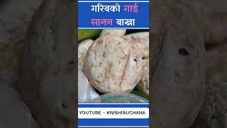 बाख्राको दुध। बाख्राको चिज। Goat Cheese  Benefits of t Cheese  Goa Milk krishisuchana goatmilk [upl. by Ayra]