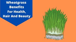 Health benefits of wheat grass juice Know to grow wheat and extract juice [upl. by Madid]