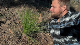 Planting Longleaf Pines Live [upl. by Brier]