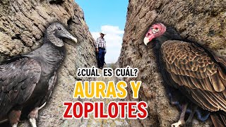 SUBIMOS AL CERRO DE TETILLAS y ENCONTRAMOS ZOPILOTES [upl. by Nakhsa]