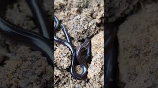 THE SMALLEST SNAKE IN THE WORLD  soil garden organisms snake shorts [upl. by Cornia]