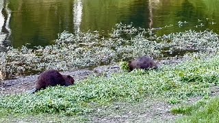 Cute Baby Beaver and His Young Mom And He’s Already Started Getting Ready For Winter 😆🌿🌿🦫 [upl. by Kramlich569]