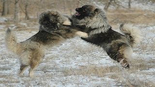 Caucasian Shepherd Dog vs Wolf Documentary in HD [upl. by Eeresed]