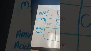 Protein Synthesis Review Activity [upl. by Anna-Diana]