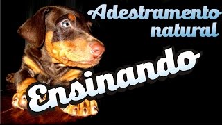 Curso Adestramento natural  10  Como fazer o cão aprender  Como fazer seu cão obedecer [upl. by Attenaej]