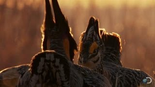 Battle of the Prairie Chickens  North America [upl. by Llennor313]