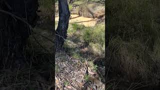 BCT ecologists spot eastern bluetongue lizard [upl. by Aradnahc787]