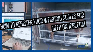 How to register your scales for BEEP on ICBFcom [upl. by Stulin179]