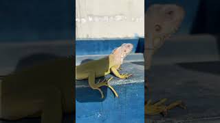 Albino iguana in Pakistan 🇵🇰 muheebkhanzada iguana [upl. by Ponzo]