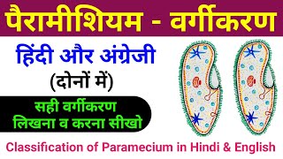 पैरामीशियम का वर्गीकरण  paramecium ka classification  paramecium ka vargikaran  biology scienceSK [upl. by Nahbois322]