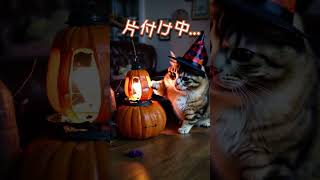 ハロウィン片付けちゅうcat 猫動画 funny 猫可愛い 癒し cuteanimals 猫のいる暮らし Pet kawaii 猫 ハロウィン [upl. by Annirtak433]