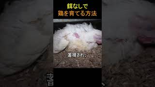 餌なしで鶏を育てる方法 [upl. by Htehpaj]