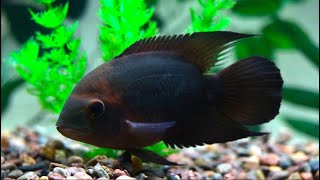 Chocolate Cichlid feeding playing with gravel [upl. by Swithbert]