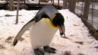 Penguin Parade 2012  Cincinnati Zoo [upl. by Eerrehs171]