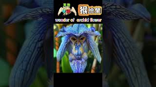 wonder of orchid flower 猴臉蘭 orchid flower plant wonder 天地有情  wonder of world [upl. by Jesus]