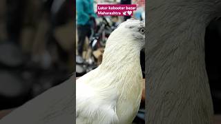 Latur pigeons market 🏆🕊️ 🥀🤍allabakashmiyann4377 kabootar pigeons bird birdspecies [upl. by Wain]