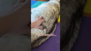 Fascia Release for Dogs  Animal Massage [upl. by Neros]