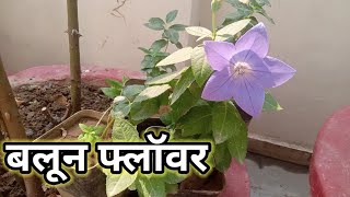 Platycodon grandiflorus caring tips [upl. by Eyahs]